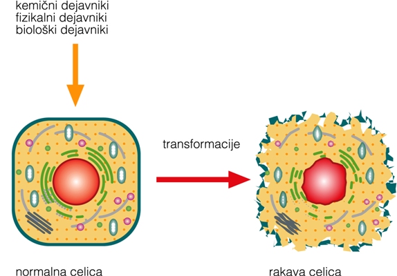 Za transformacijo normalne celice v rakavo je potrebnih več zaporednih mutacij, ki so lahko spontane ali povzročene s kemičnimi, fizikalnimi ali biološkimi dejavniki